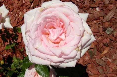 pink rose photography  cybershutterbug