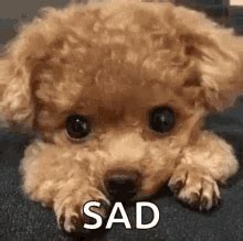 Dog Crying Tears GIF - Dog Crying Tears Sad - Discover & Share GIFs