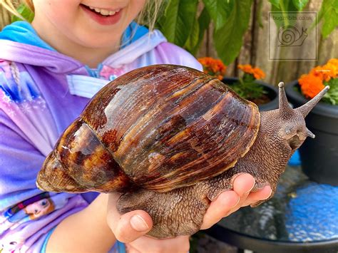 Giant African Land Snail Food Snail Mix Sweetcorn & | Etsy