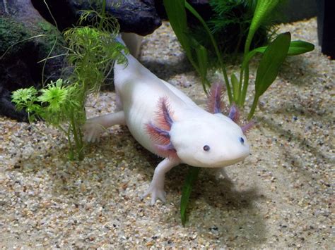 Axolotl Leucistique Male · Free photo on Pixabay