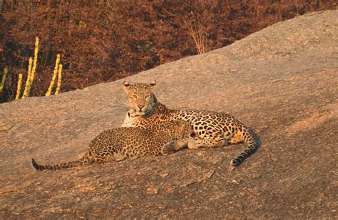 wild   travelogues  remote lands