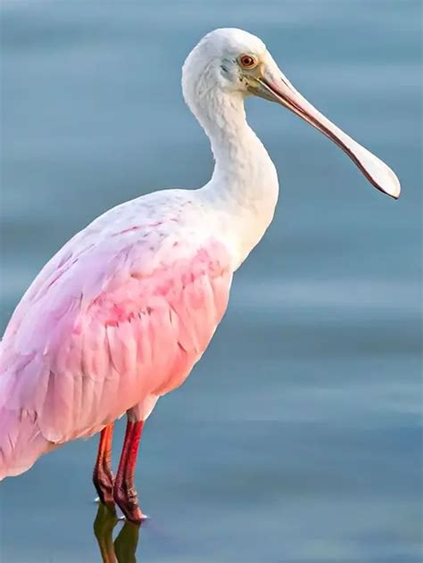 10 birds with bizarre voices
