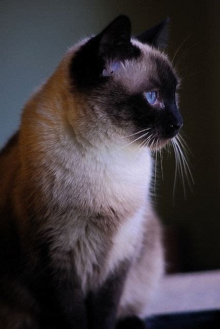 16 Snowshoe Siamese ideas | snowshoe siamese, siamese cats, cats