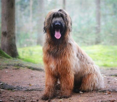 The Briard | Briard, Briard puppies, Dog life