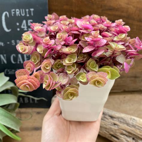 桜色カリシア♡明るさで葉色が変わる♡多肉植物♡もりもり♡ アートフラワー パリジェンヌ 通販 15103301｜Creema(クリーマ)
