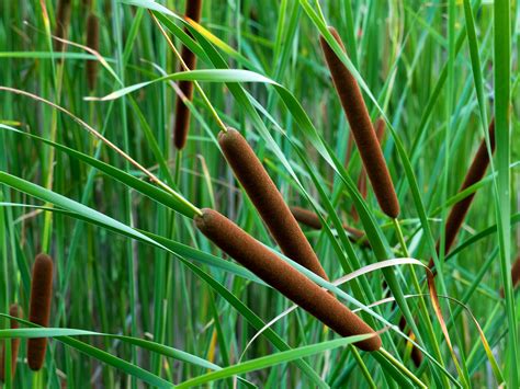 What Are Reed Plants at Robert Mosher blog