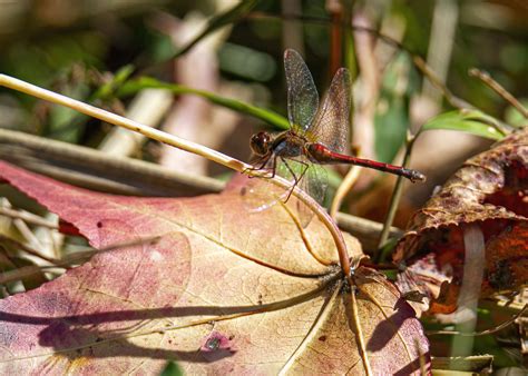 Dragonfly and shadow | Mike Powell