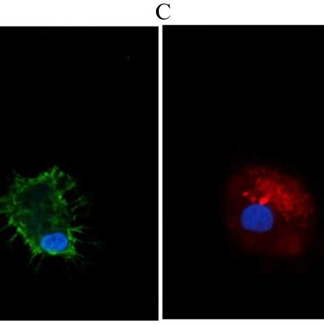 Representative immunofluorescent stain of macrophages for proof of ...