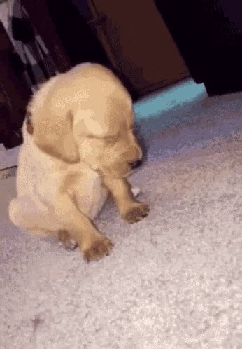 Sleepy Dog GIF - Sleepy Dog Puppy - Discover & Share GIFs