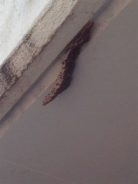 Wasp Treatment Brisbane | Blue Chip Pest & Termite Control