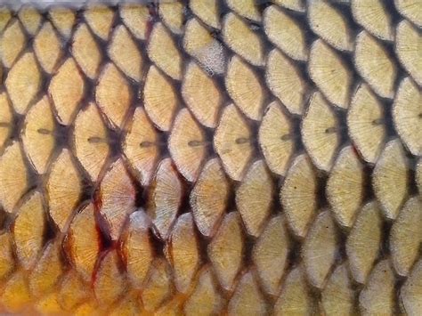 picture fish scales