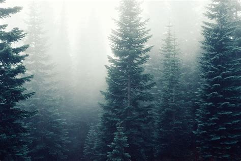 Pine Trees · Free Stock Photo