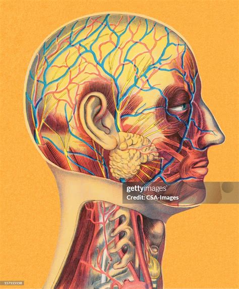 Human Head Anatomy High-Res Vector Graphic - Getty Images