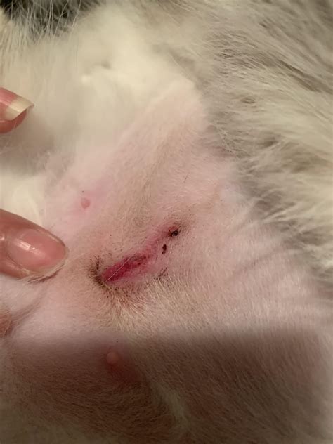 Help? Does this spay incision look infected? : r/cats