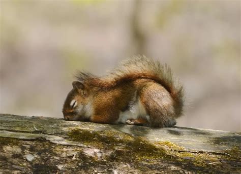 Do Squirrels Hibernate? The Surprising Answer! - Yaafur