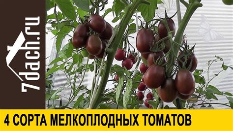 Сорта помидоров: 4 сорта мелкоплодных томатов - 7 дач - YouTube