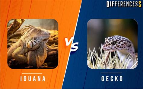 Iguana Vs Gecko Differences And Comparison » Differencess