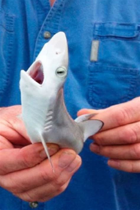 Small shark – Artofit