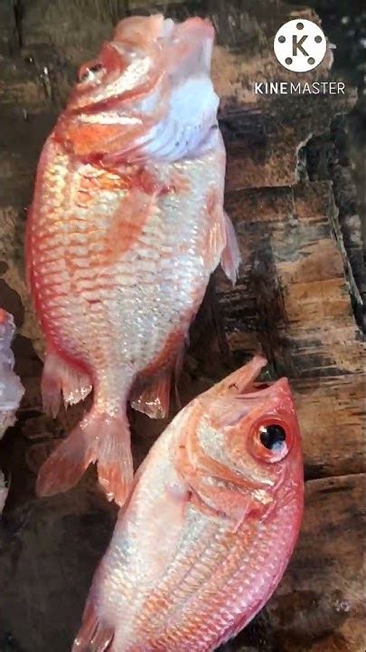 bukaw bukaw  bullseye fish sarap ihaw shorts bullseye fish youtube
