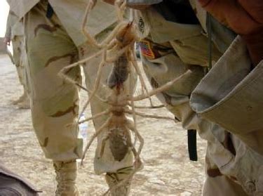 Camel spider bite : Images, Symptoms, Treatments and Facts - Drugs Details