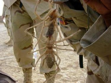 Camel spider bite : Images, Symptoms, Treatments and Facts - Drugs Details