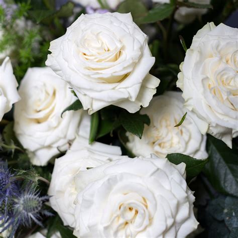 Buy White Pure Roses – Rose Farmers