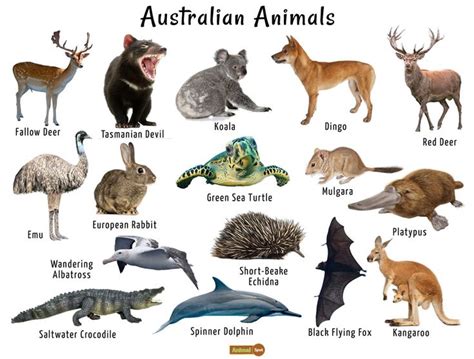 Australian Animals List, Facts, Conservation, Pictures in 2021 ...