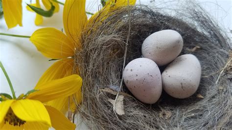 Wooden Blue Tit Eggs for Science Education Natural History | Etsy