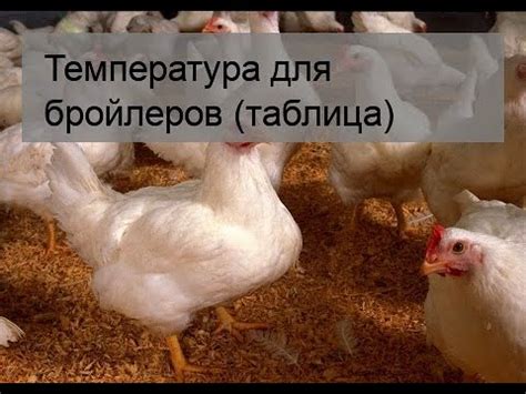 Температура для бройлеров (таблица) - YouTube