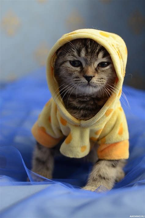 Милый котёнок в кошачьей одежде с капюшоном — Картинки для аватара
