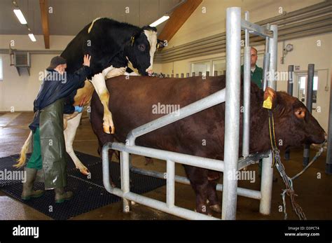Prime breeding bull in mating action on the cattle breeding farm in ...