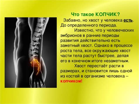 Презентация " Есть ли у человека хвост?"