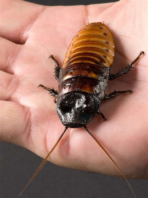 Giant Flying Cockroach