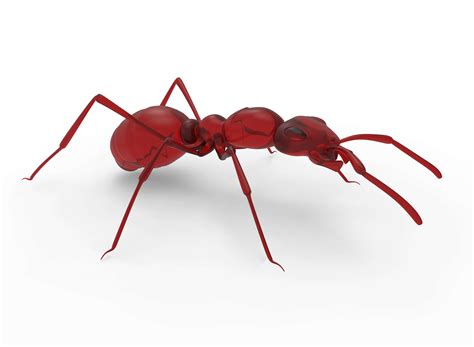 7 Secrets to Getting Rid of Ants | Bug House Pest Control