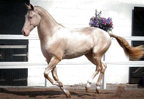 Breathtakingly Beautiful Horse Looks Like It's Been Dipped in Gold