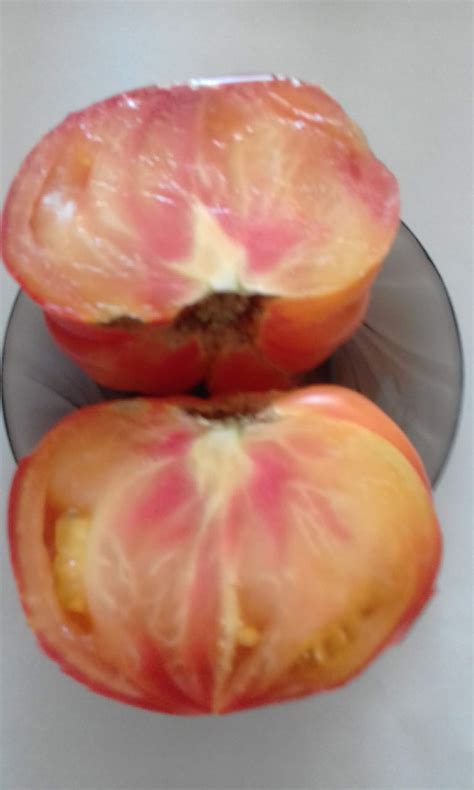 Желто-розовый бабушки Виней - Tomato64