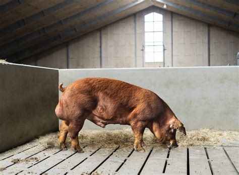 Duroc fra Danish Genetics - daglig tilvækst 1252 gram