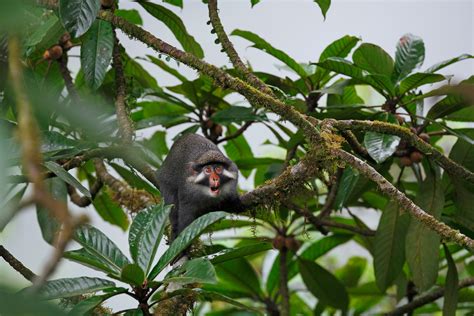 Male Proboscis Monkeys With Bigger Noses Have Better Sex Lives