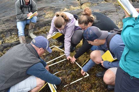 creatures  waves   rocky intertidal zone environmental