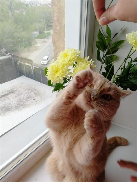 Котик сатана | Пикабу