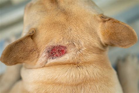 Hot Spots in Dogs - How Do I Treat Them?