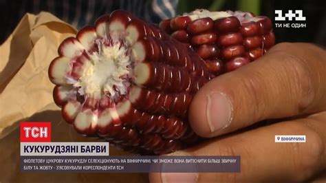 Новий сорт: на агроринку з'явилася фіолетова кукурудза - YouTube