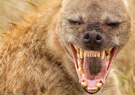 close   capture  worlds  fearsome animals daily mail