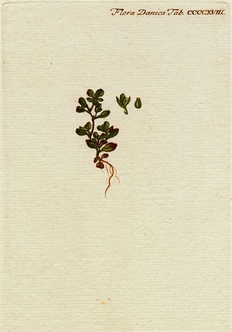 Flora Danica | Flora, Plakater