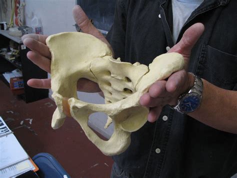 Anatomy | Studio Mysteries