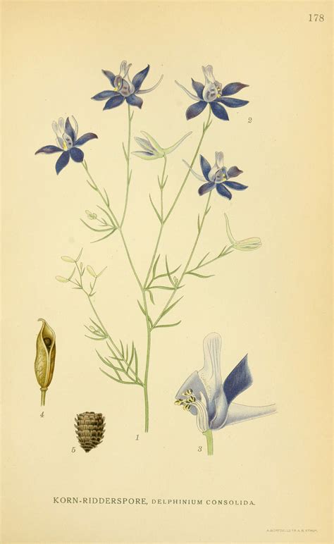 health benefits  larkspur health benefits