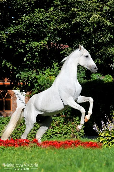Терская - фотографии - equestrian.ru