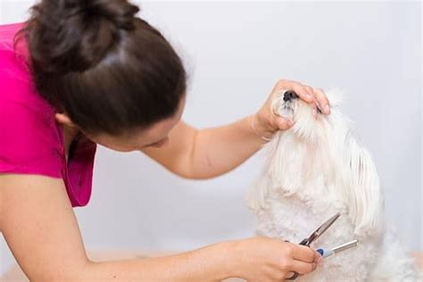 How to Trim a Shih Tzu Face? - PetBudget