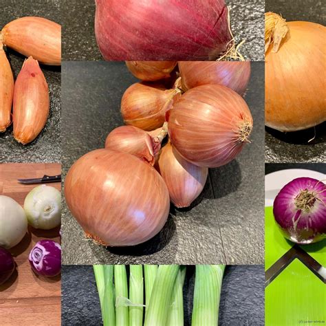 Die Zwiebeln sind eine der ältesten bekannten Kulturpflanzen