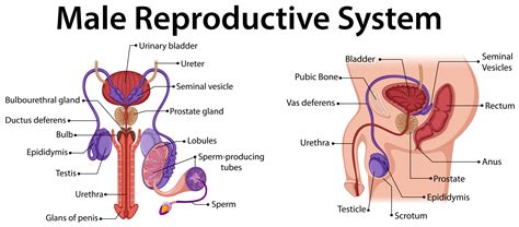 Function Of The Male Reproductive System 4